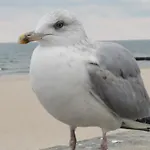 Reymonta Z Widokiem Na Morze Kolobrzeg
