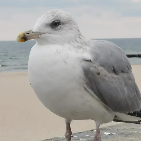 Reymonta Z Widokiem Na Morze Kołobrzeg